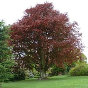 Buk lesný (Fagus sylvatica) ´DAWYCK PURPLE´ výška: 60-90 cm, kont. C3L (-34°C)  